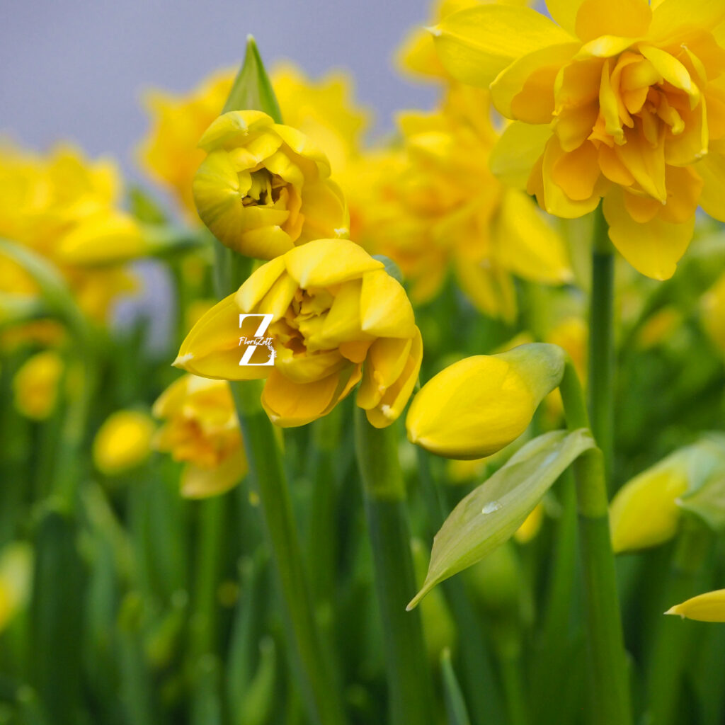 Narcissus-tete-boucle -FZSka P4143259 Narzisse ‘Tête Bouclé’