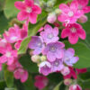 Oxy Pink - FZSka P9121869 Tweedia Pink – Samen