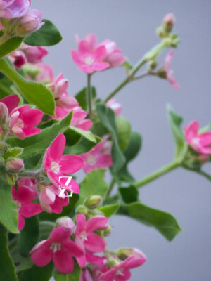 Oxy Pink - FZSka P9121884 Tweedia Pink – Samen