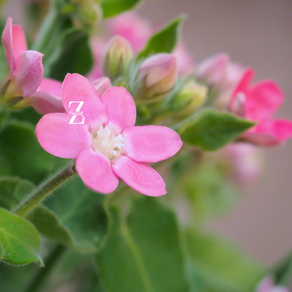 Oxypetalum Pink - FZSka P9121845 Tweedia Pink – Samen
