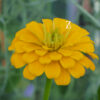 Zinnia Benary - Gelb FZSka- P1010188 Zinnie ‘Benary’s Giant’ Mix – Samen