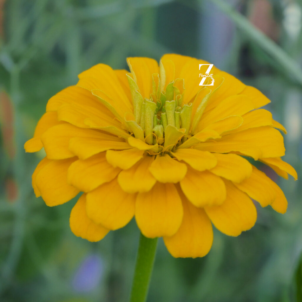 Zinnia Benary - Gelb FZSka- P1010188 Zinnie ‘Benary’s Giant’ Mix – Samen