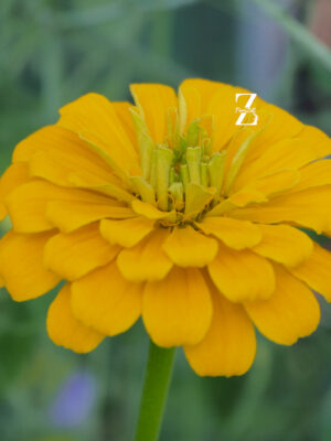 Zinnia Benary - Gelb FZSka- P1010188 Zinnie ‘Benary’s Giant’ Mix – Samen