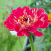 Zinnia Benary - Pink FZSka - P9111517 Zinnie ‘Benary’s Giant’ Mix – Samen