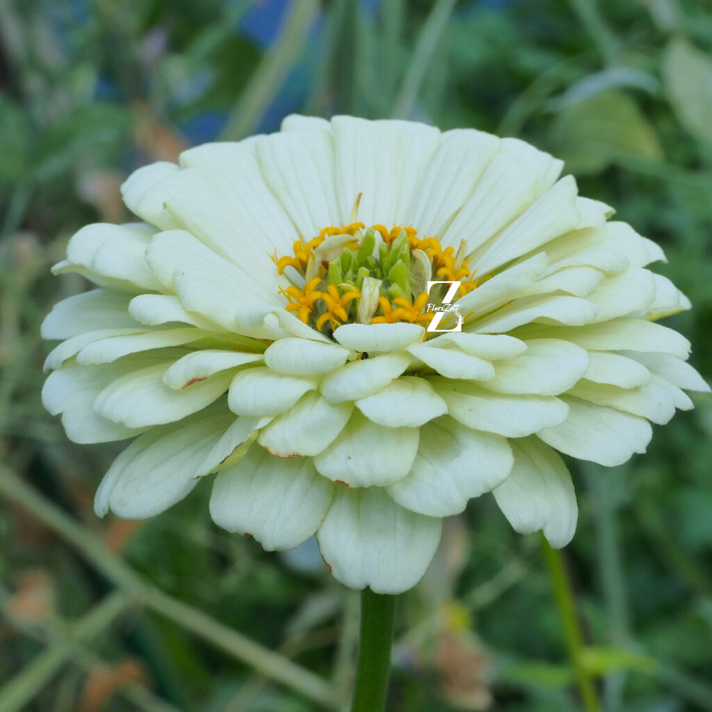 Zinnia Benary - White FZSka - P9111533 Zinnie ‘Benary’s Giant’ Mix – Samen