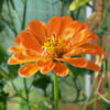 Zinnien Benary - FZSka P1010951 Zinnie ‘Benary’s Giant’ Mix – Samen
