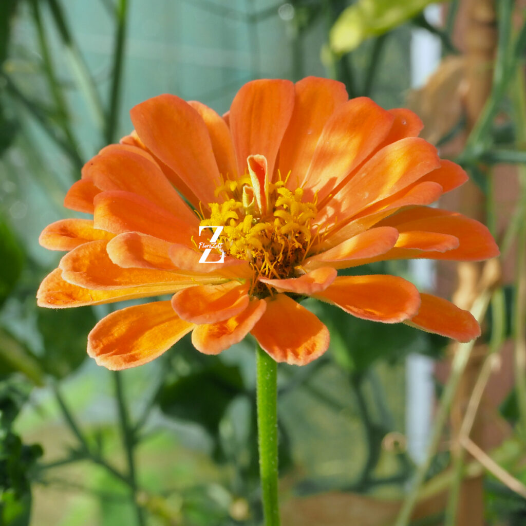 Zinnien Benary - FZSka P1010951 Zinnie ‘Benary’s Giant’ Mix – Samen